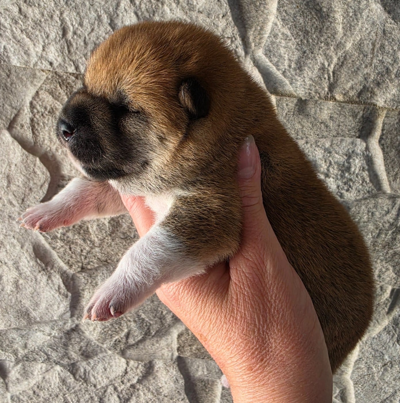 Chiot N°3