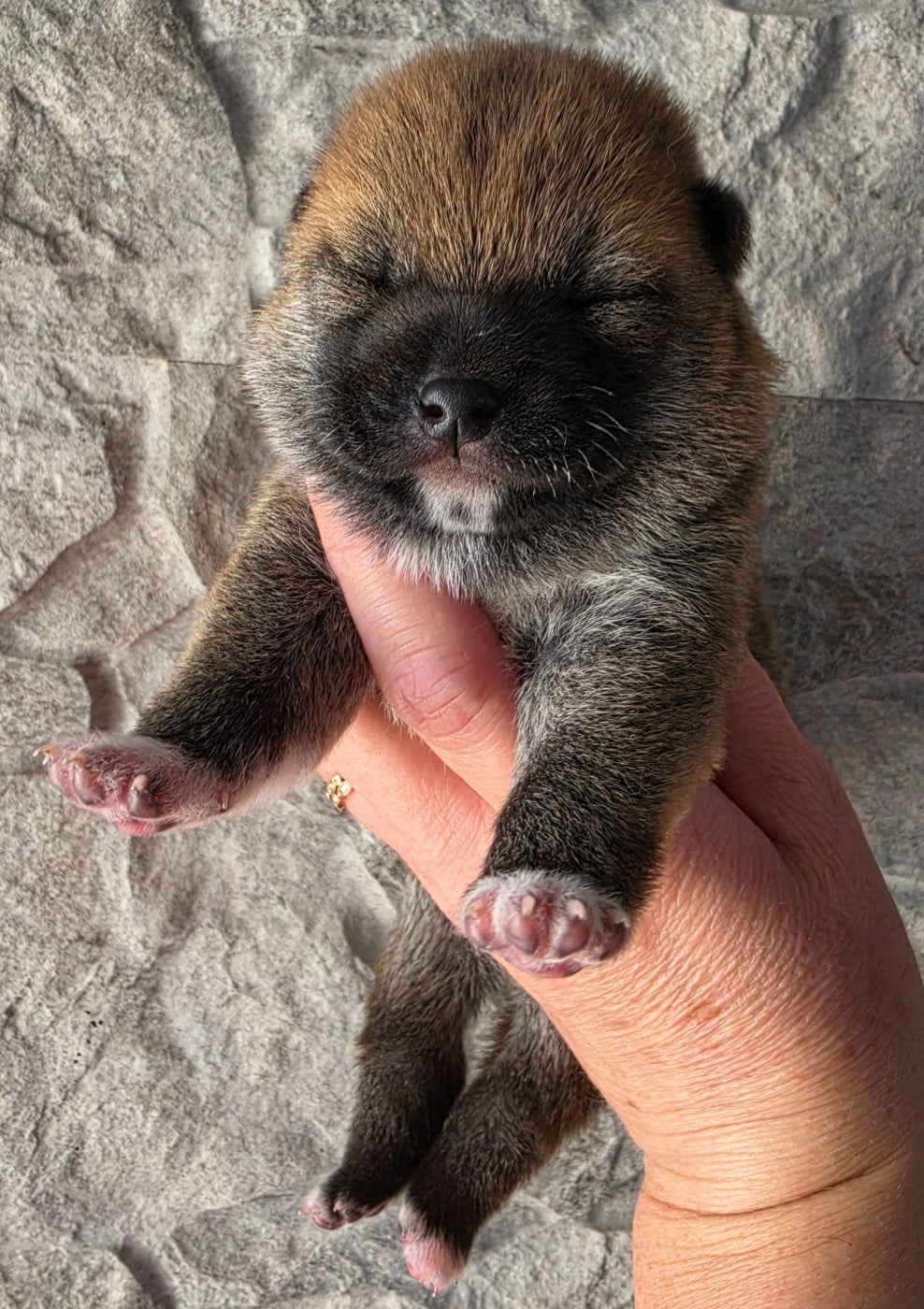 Chiot N°4