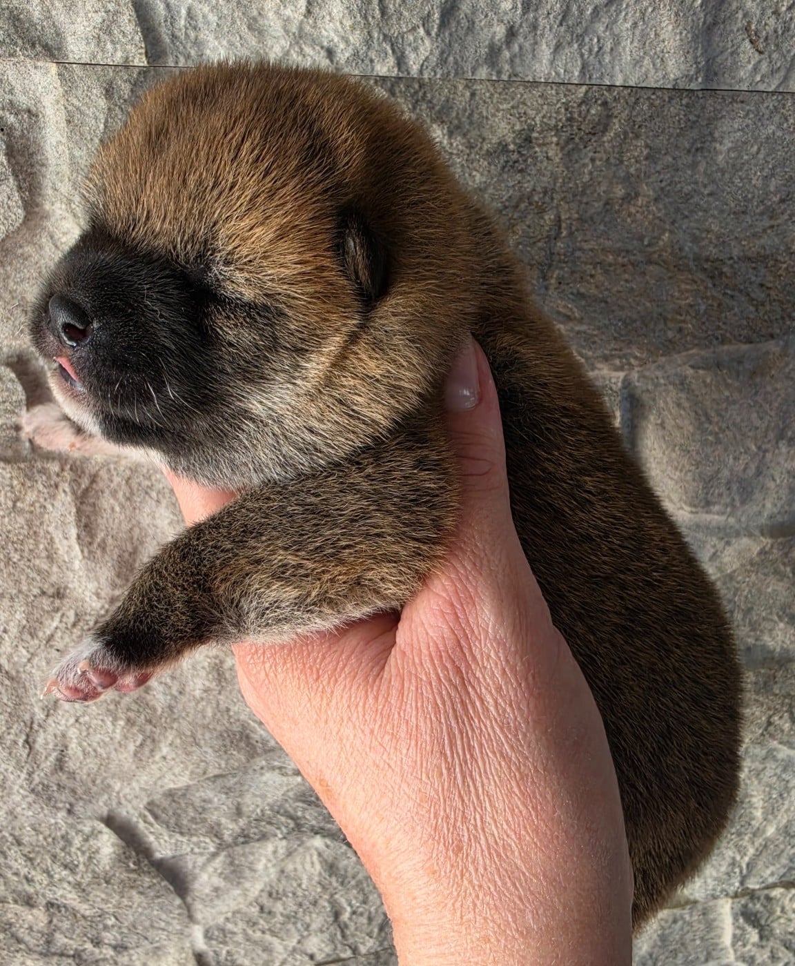 Chiot N°4
