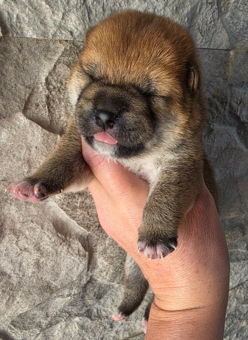 Chiot N°1