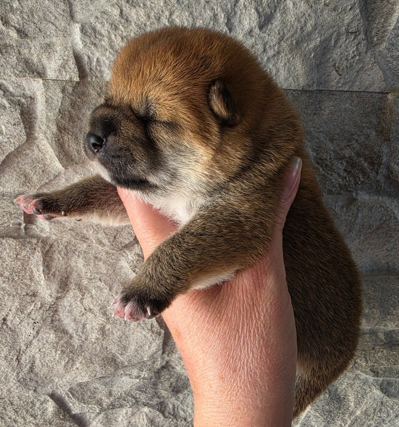Chiot N°1