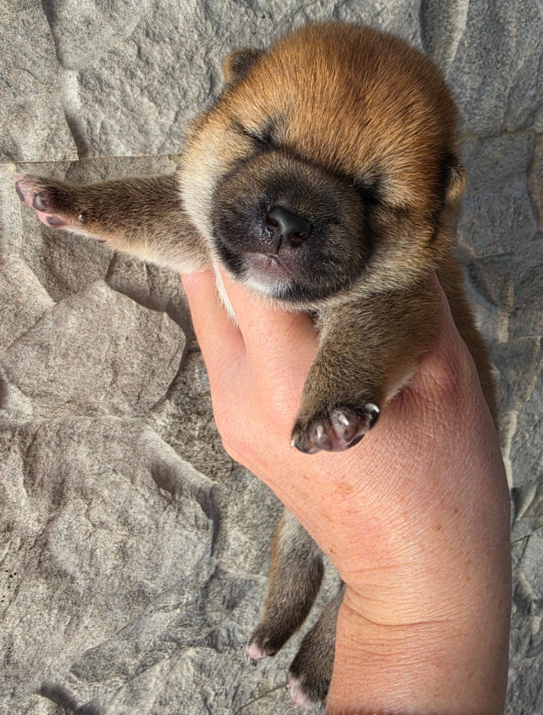 Chiot N°2