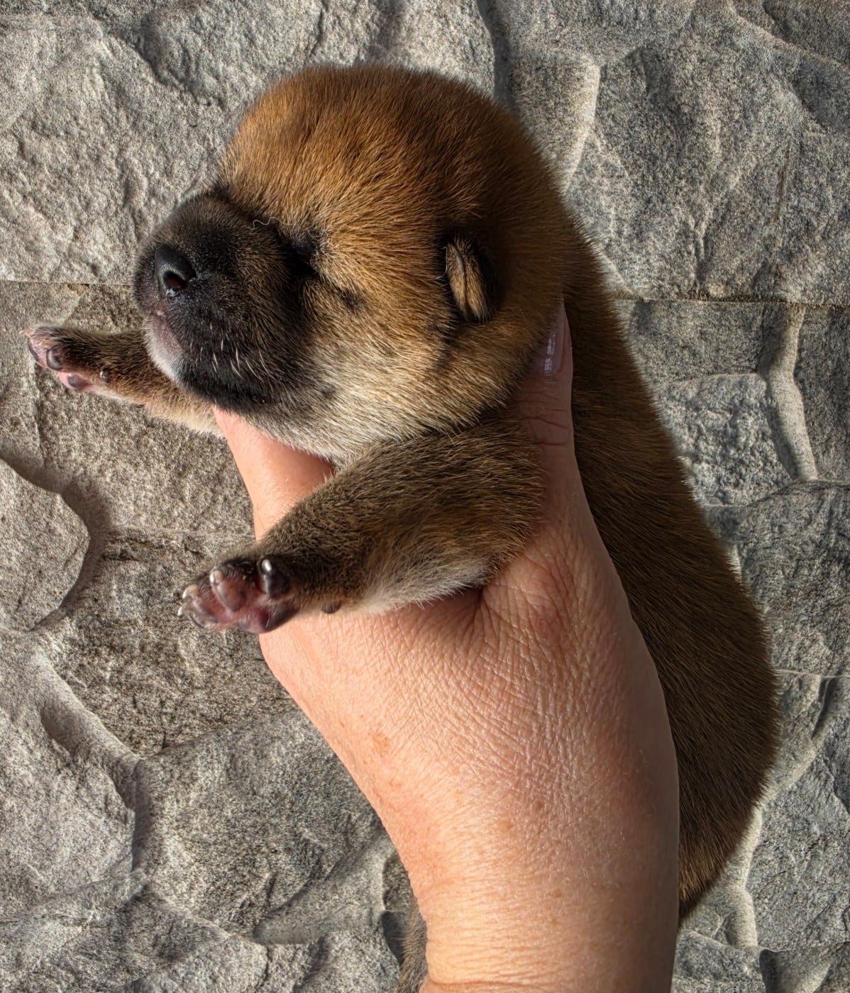 Chiot N°2