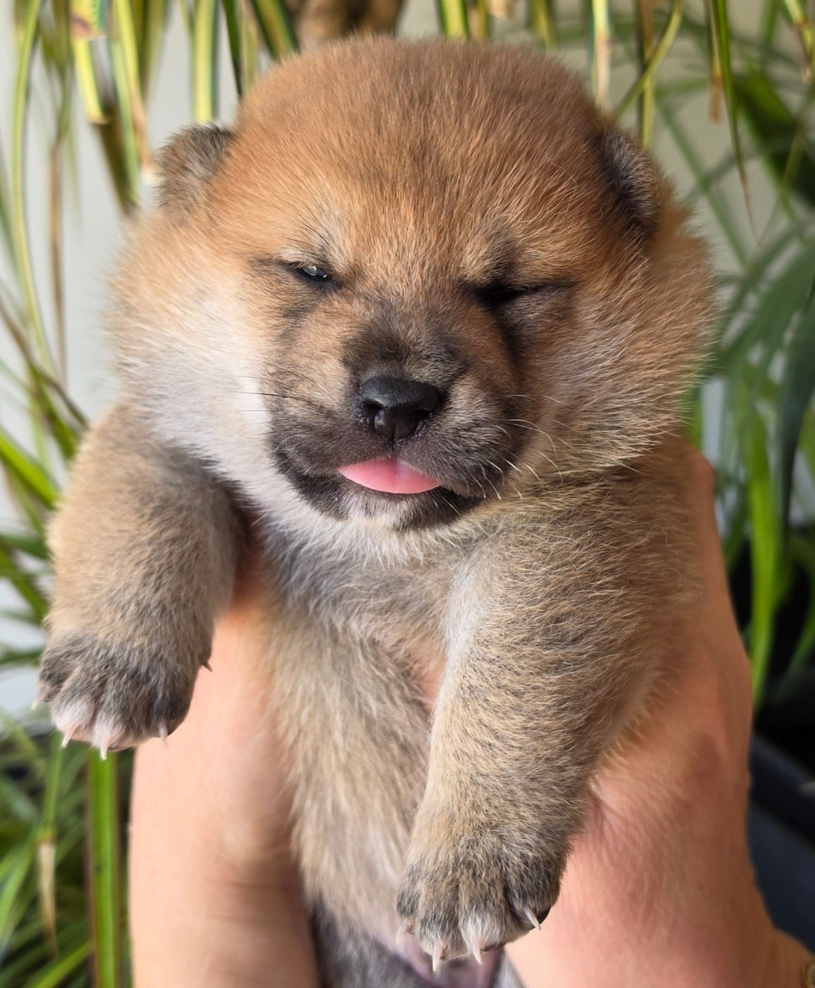 Chiot N°2 - Shiba