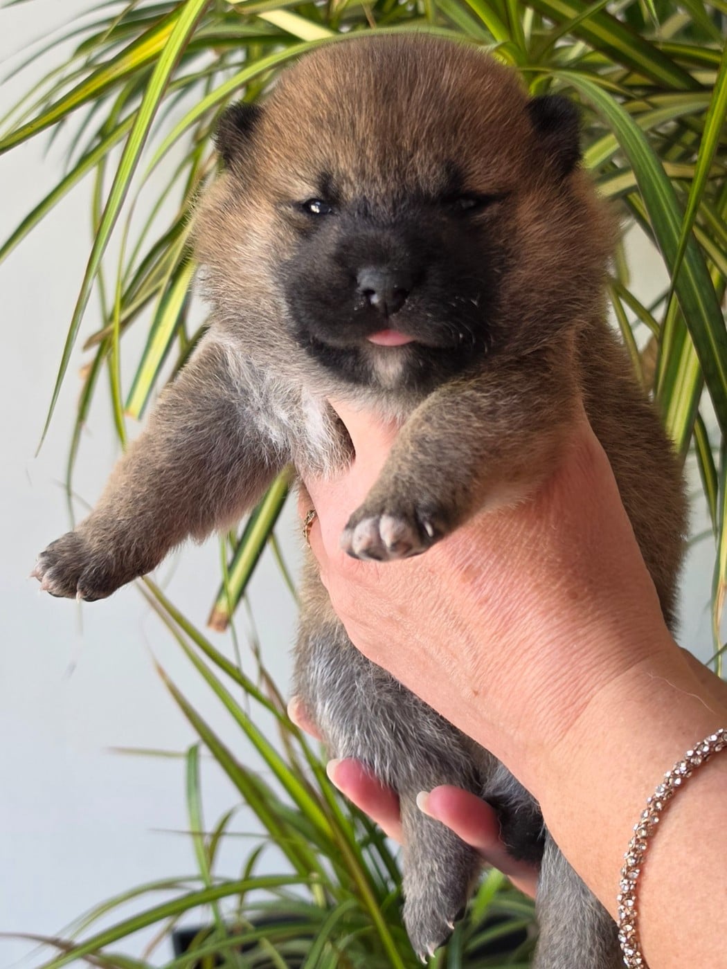 Chiot N°1 - Shiba