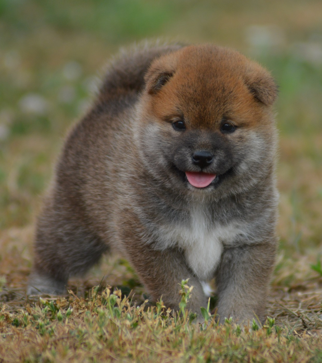 Chiot N°4