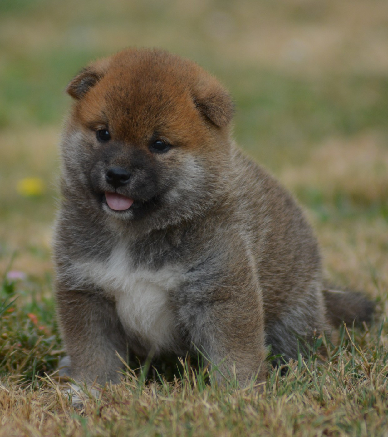 Chiot N°4