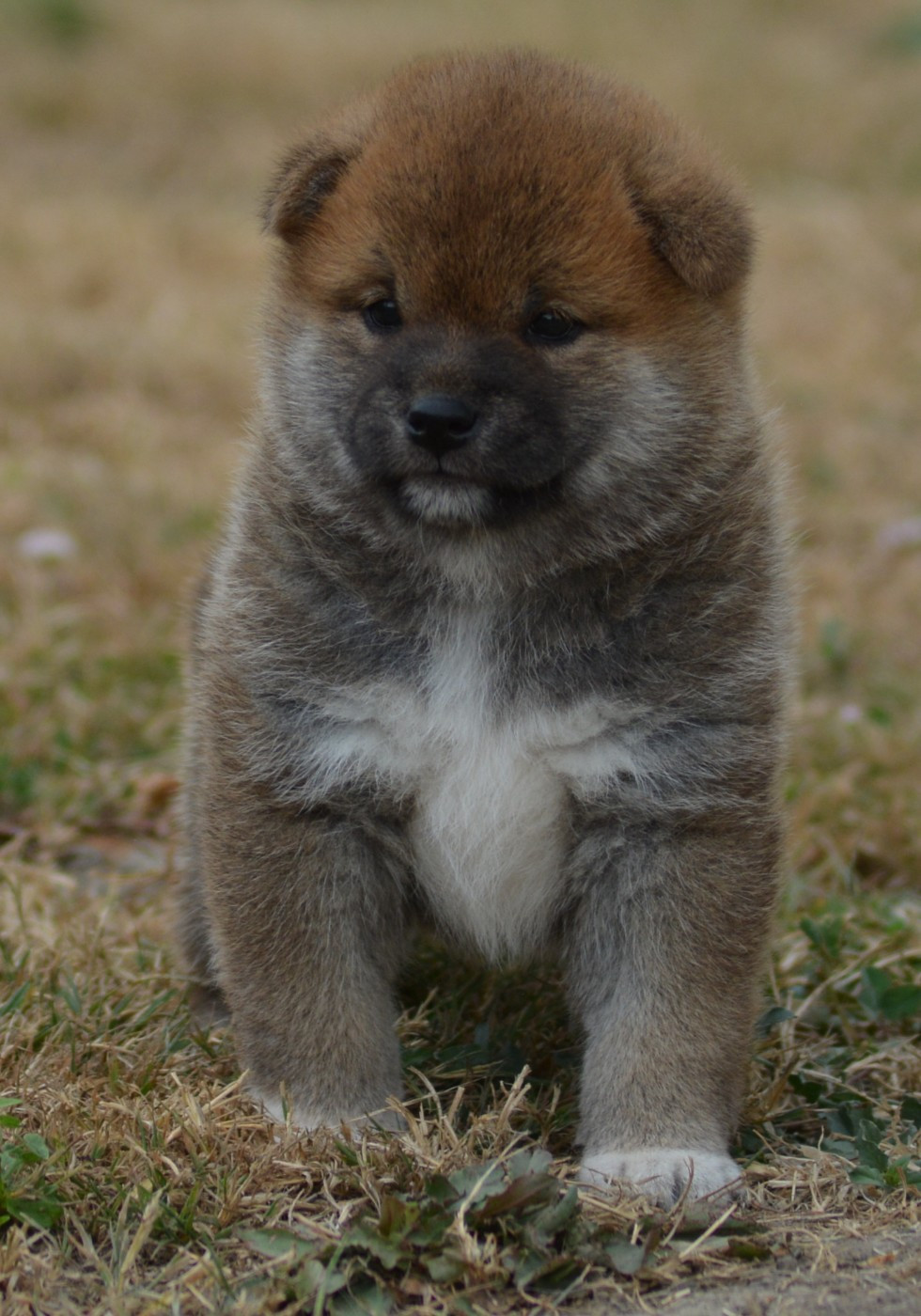 Chiot N°4