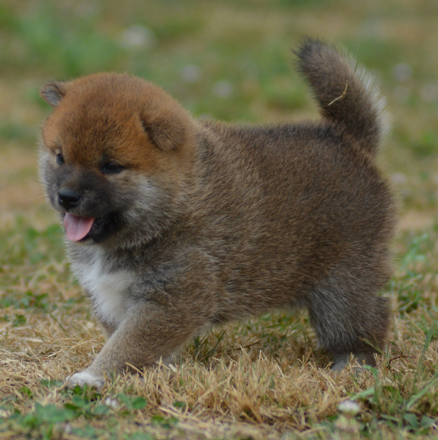 Chiot N°4