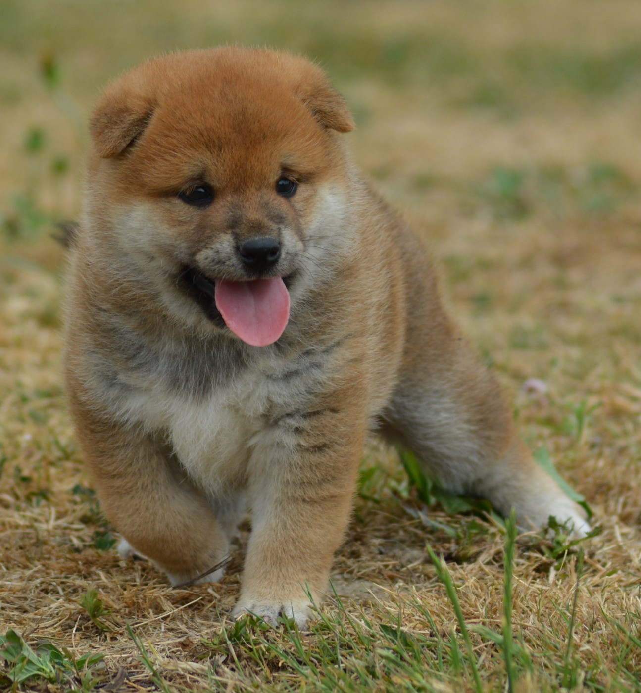 Chiot N°2