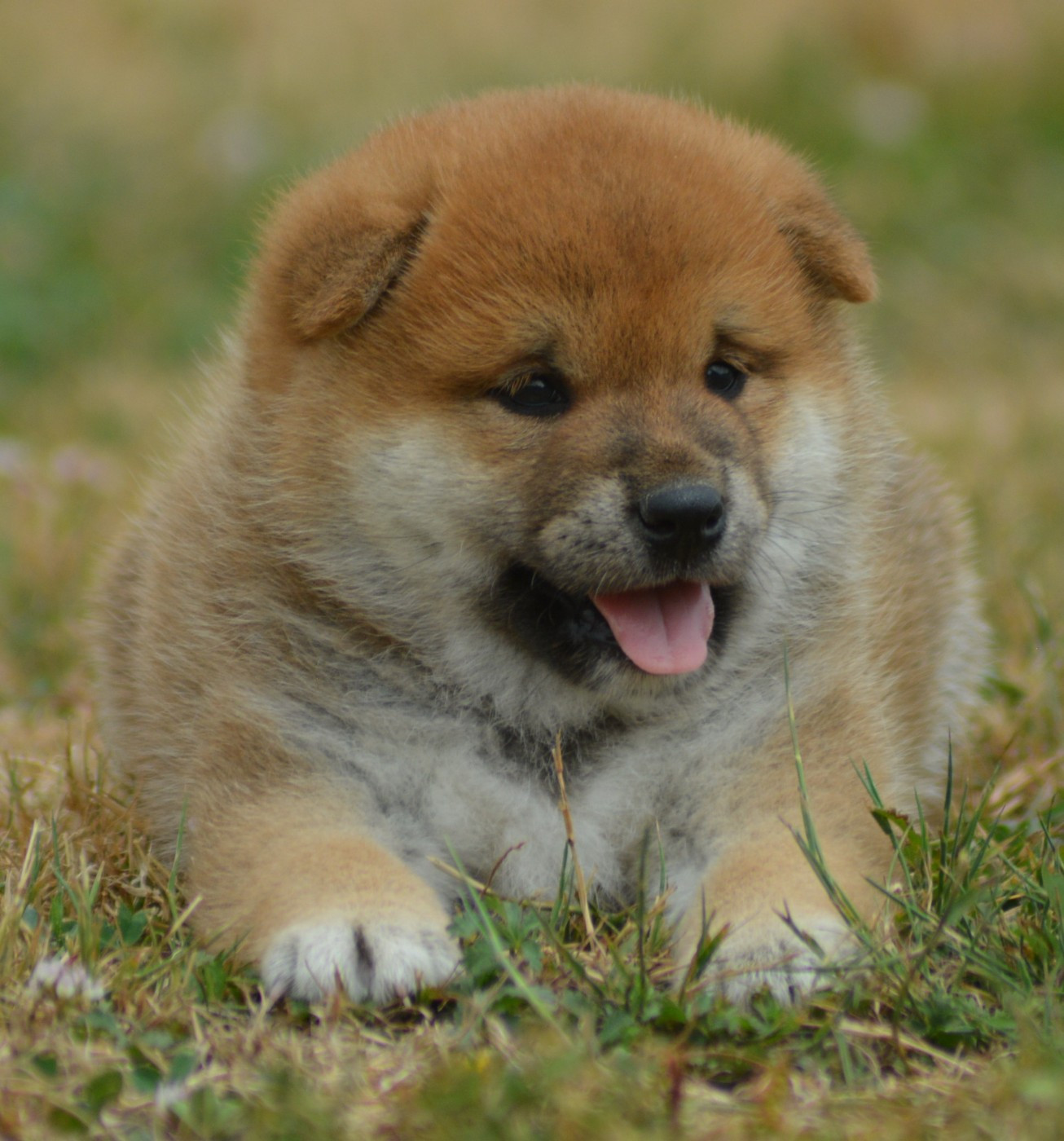 Chiot N°2