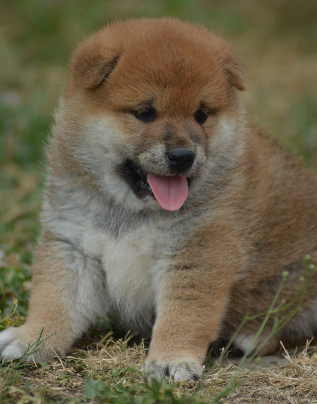 Chiot N°2