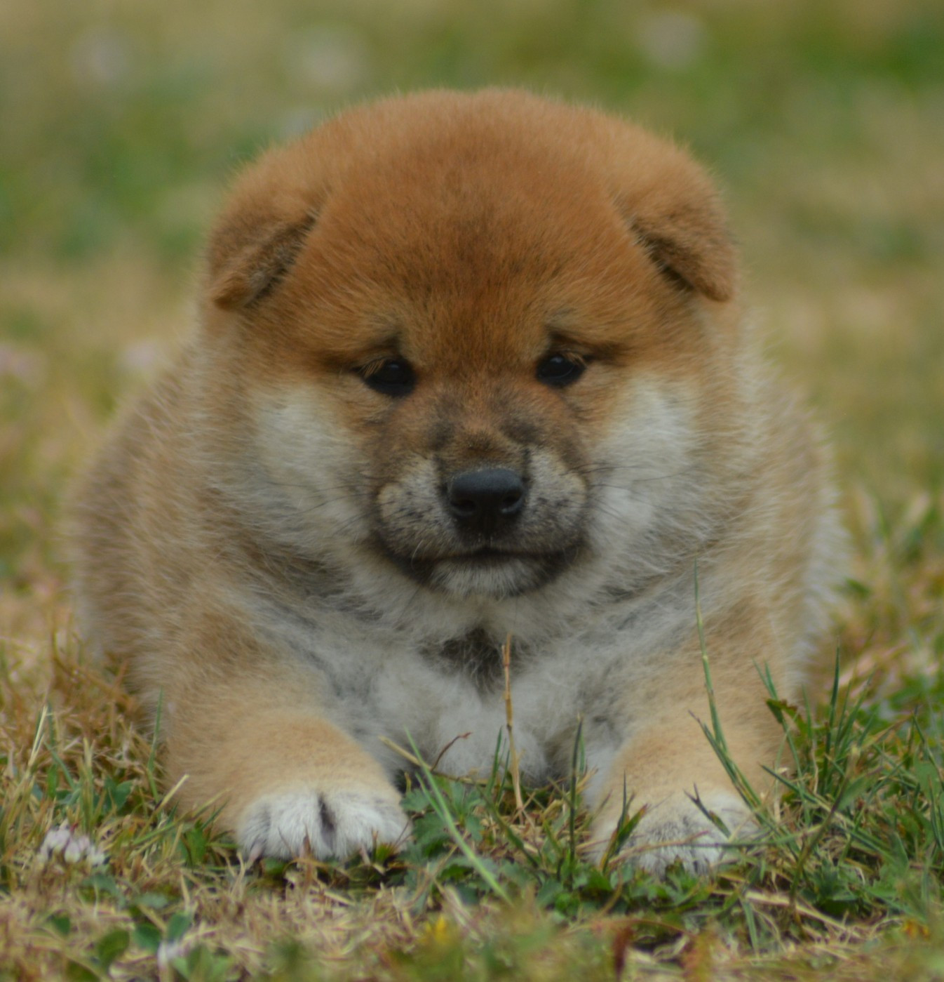 Chiot N°2