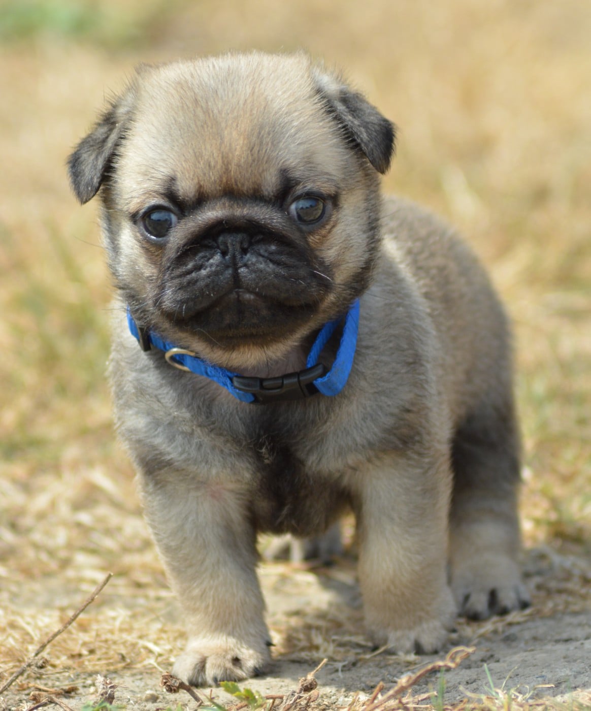 BEBE PRINCE (Collier Bleu)