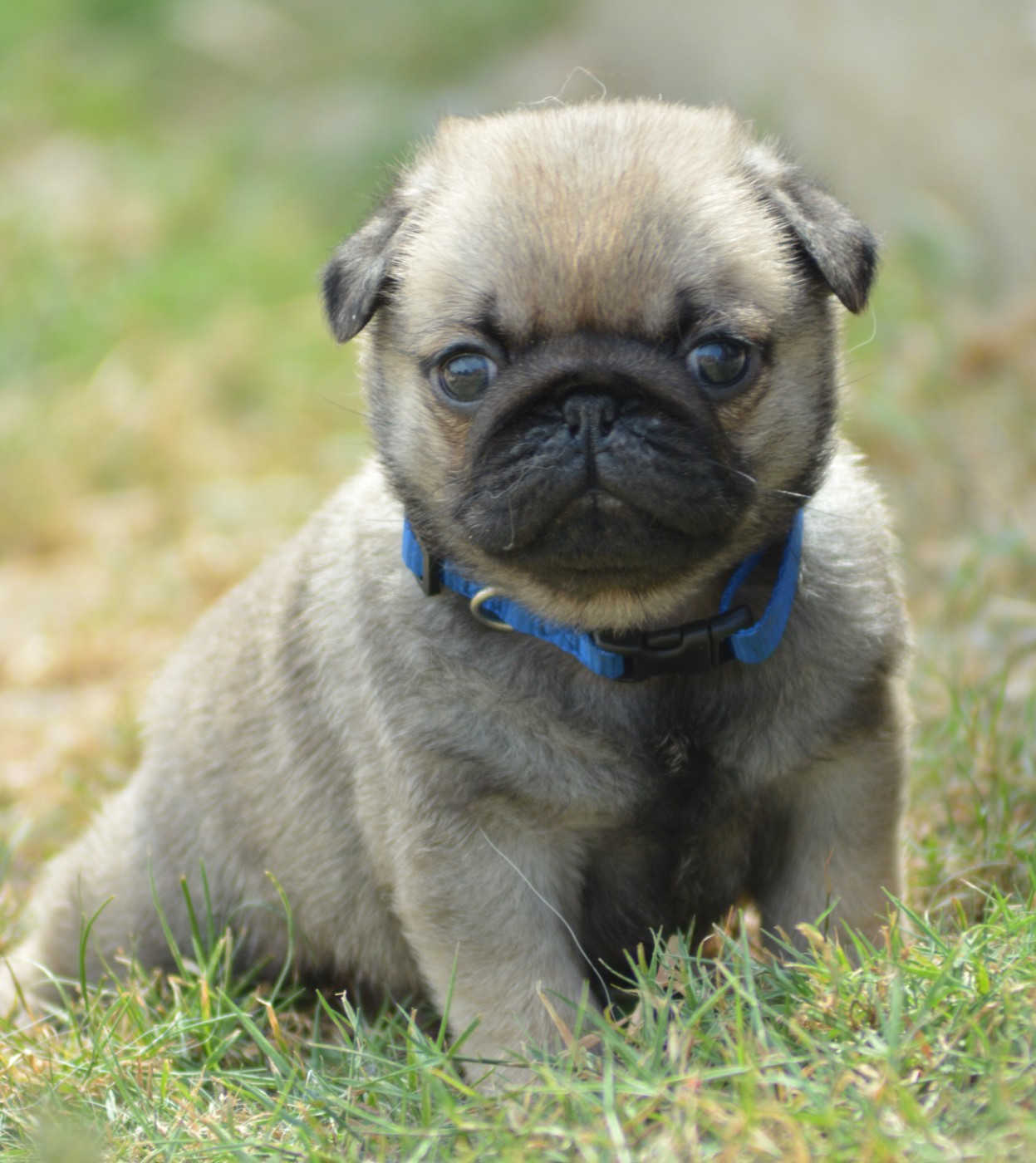 BEBE PRINCE (Collier Bleu)