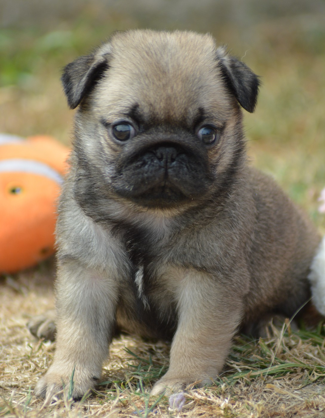 Chiot N°4 (Sans Collier)