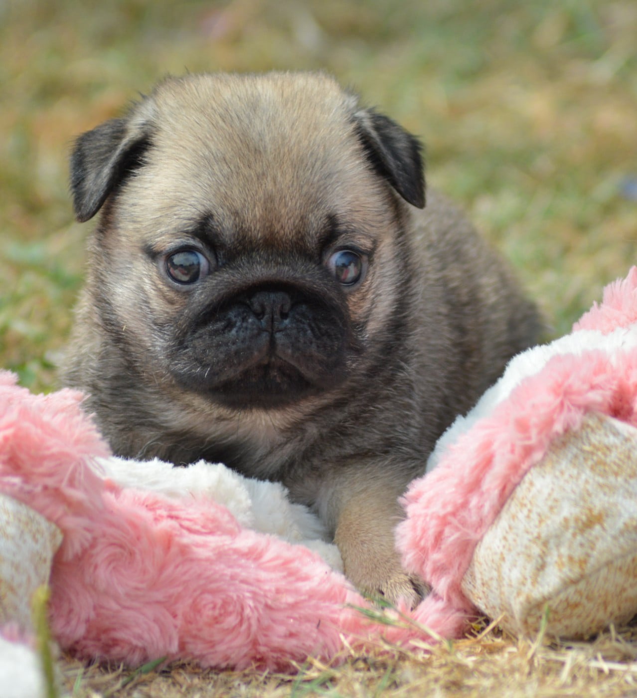 Chiot N°4 (Sans Collier)
