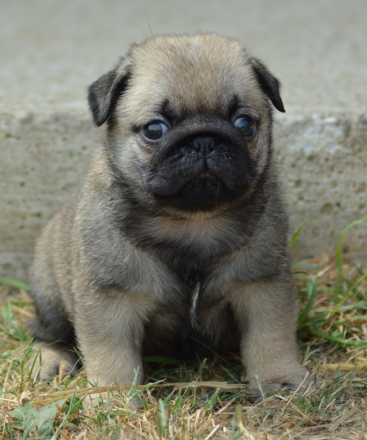 Chiot N°4 (Sans Collier)