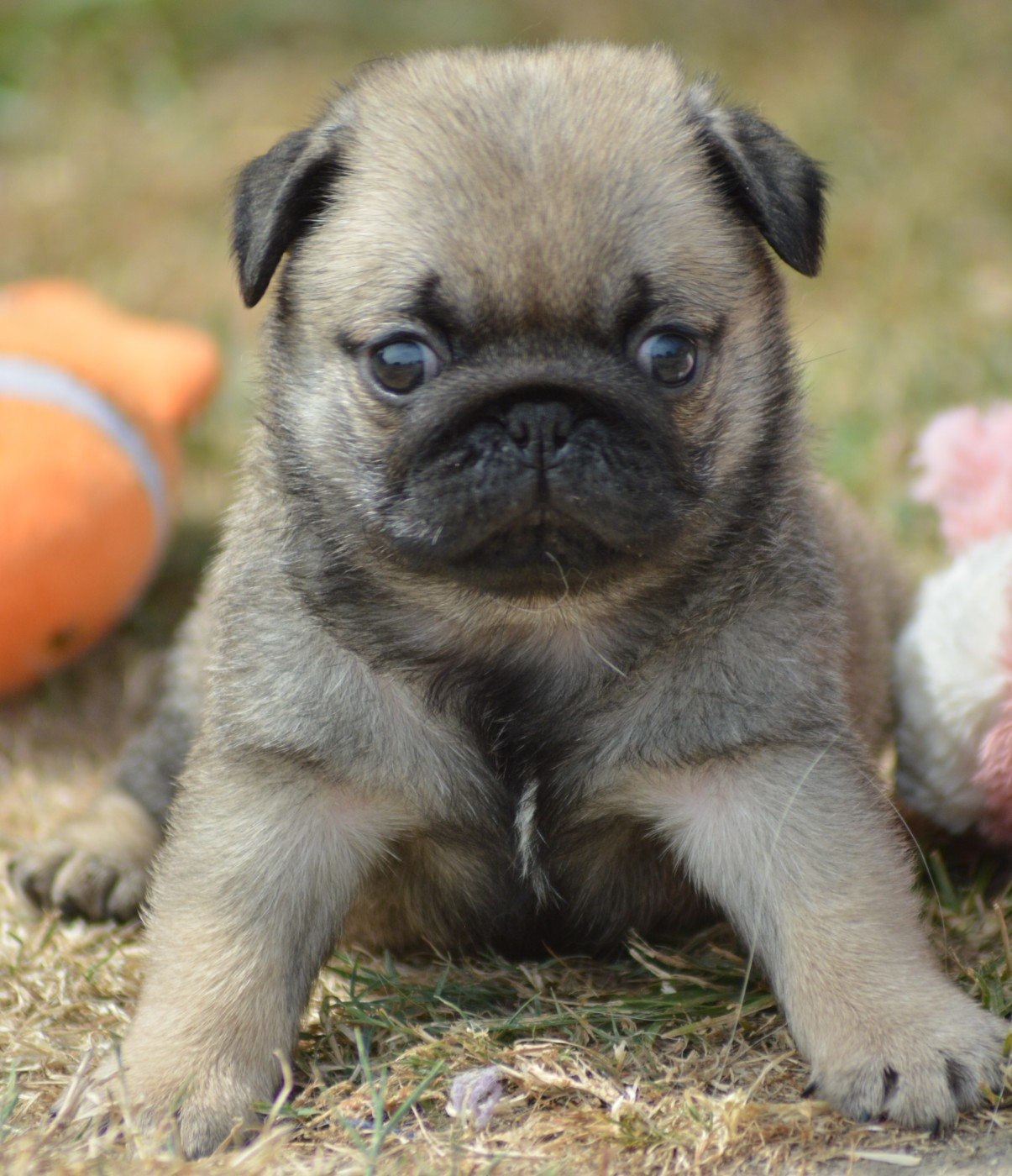 Chiot N°4 (Sans Collier)
