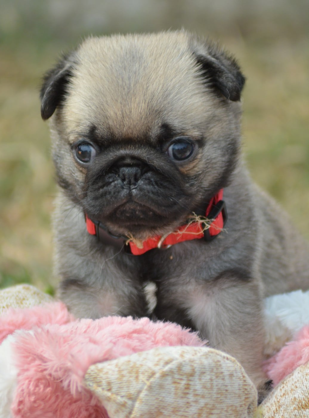 Chiot N°3 (Collier Rouge)
