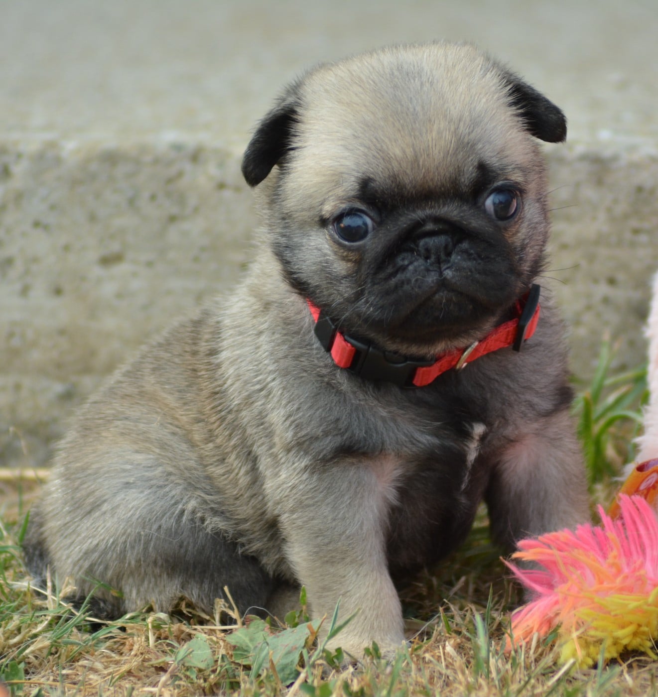 Chiot N°3 (Collier Rouge)