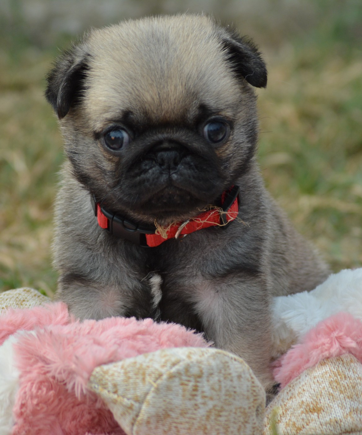 Chiot N°3 (Collier Rouge)