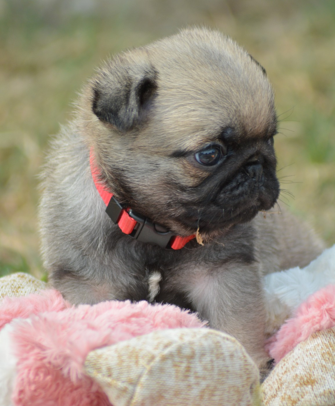 Chiot N°3 (Collier Rouge)