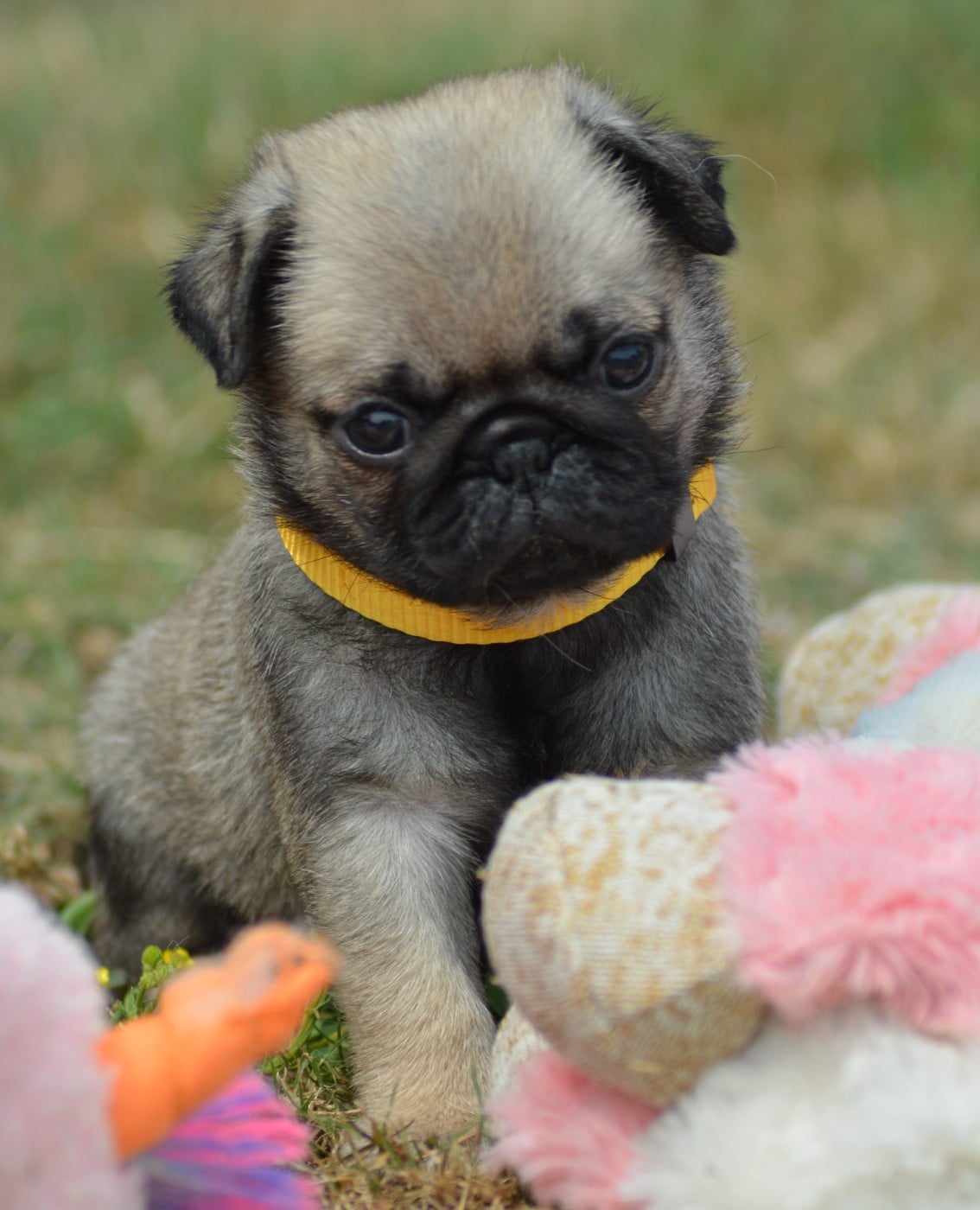 Chiot N°2 (Collier Jaune)