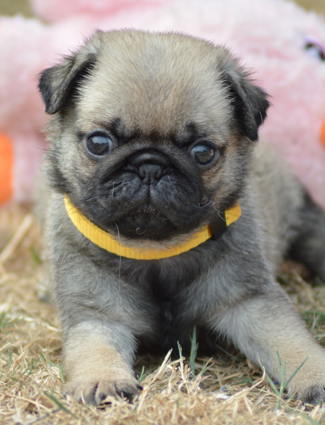Chiot N°2 (Collier Jaune)