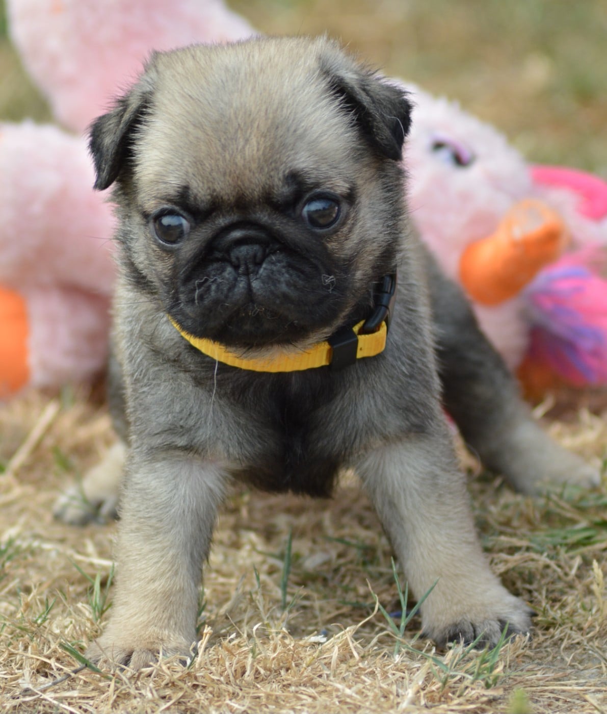 Chiot N°2 (Collier Jaune)