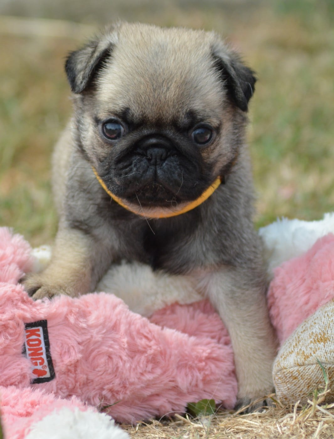 Chiot N°2 (Collier Jaune)