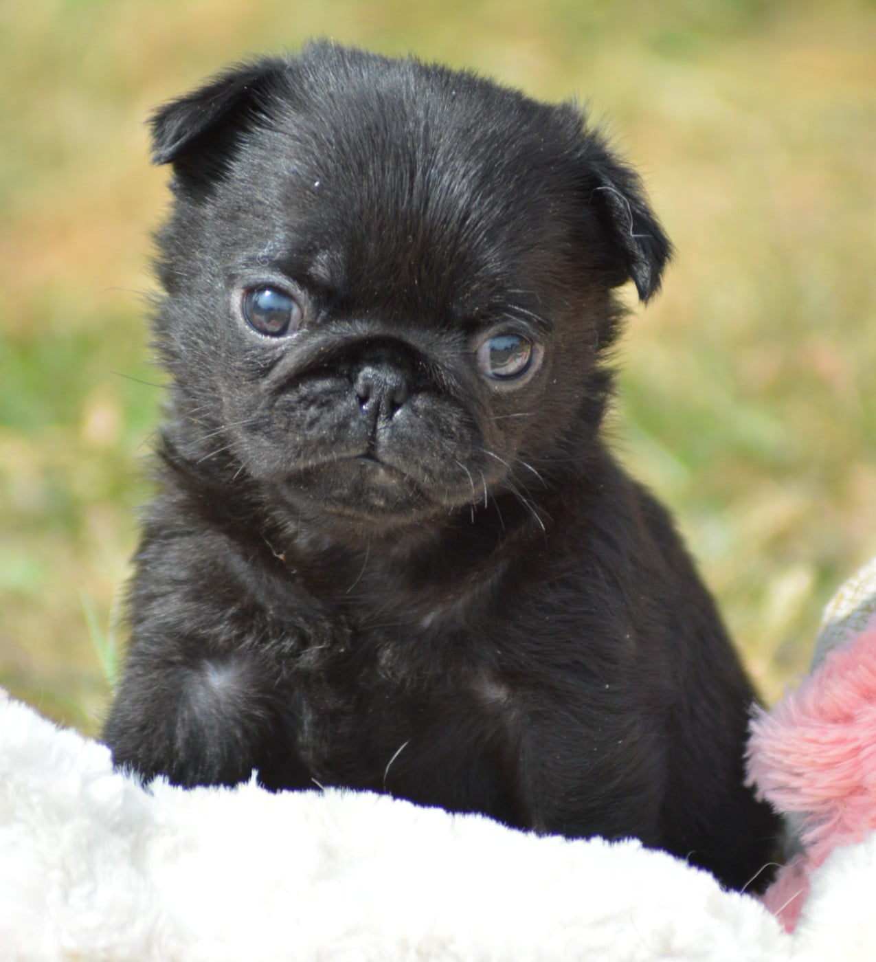 Chiot N°6 (Sans Collier)