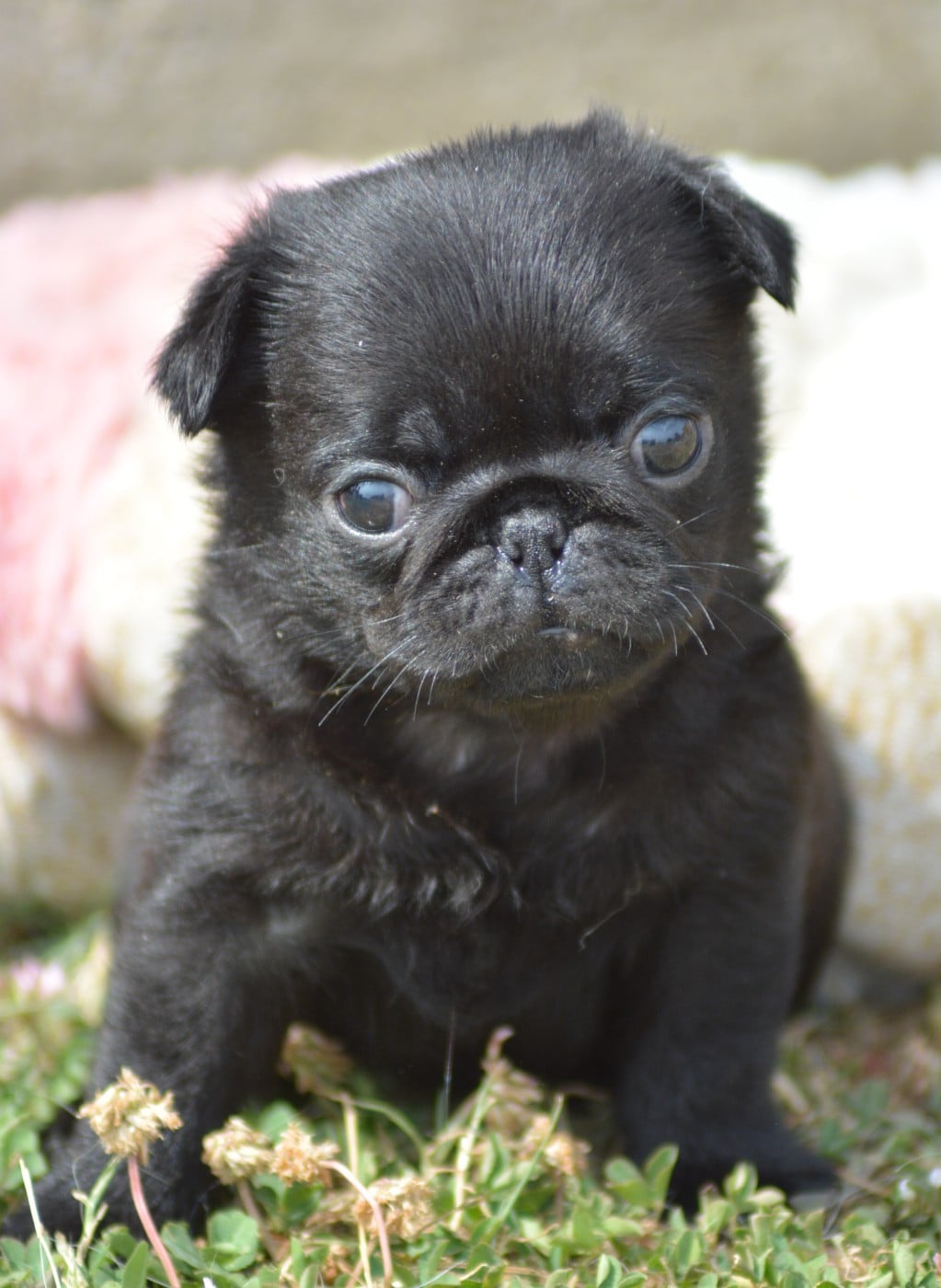 Chiot N°6 (Sans Collier)