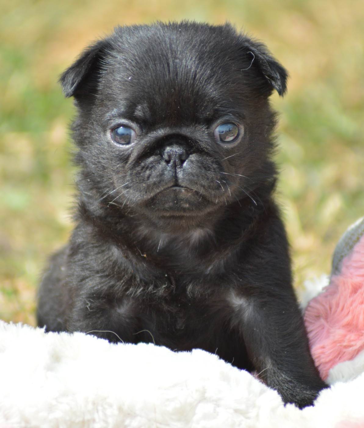 Chiot N°6 (Sans Collier)