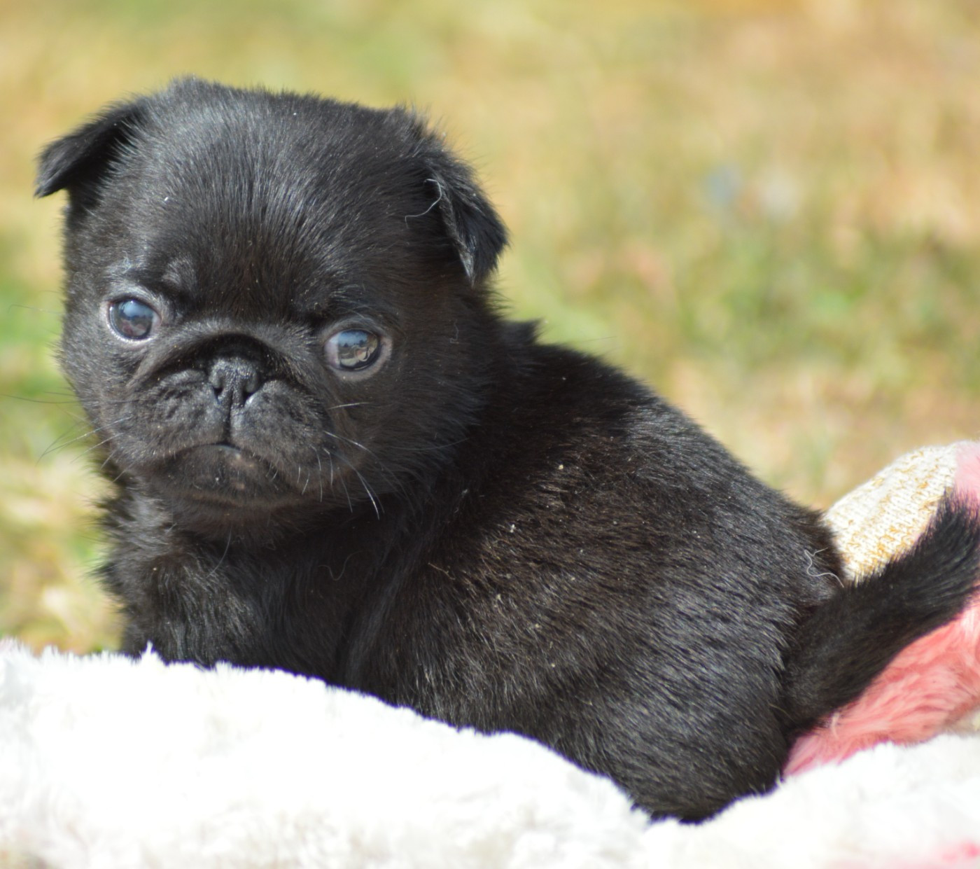Chiot N°6 (Sans Collier)