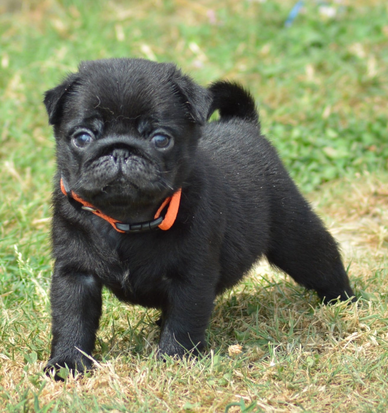 Chiot N°7 (Collier Orange)