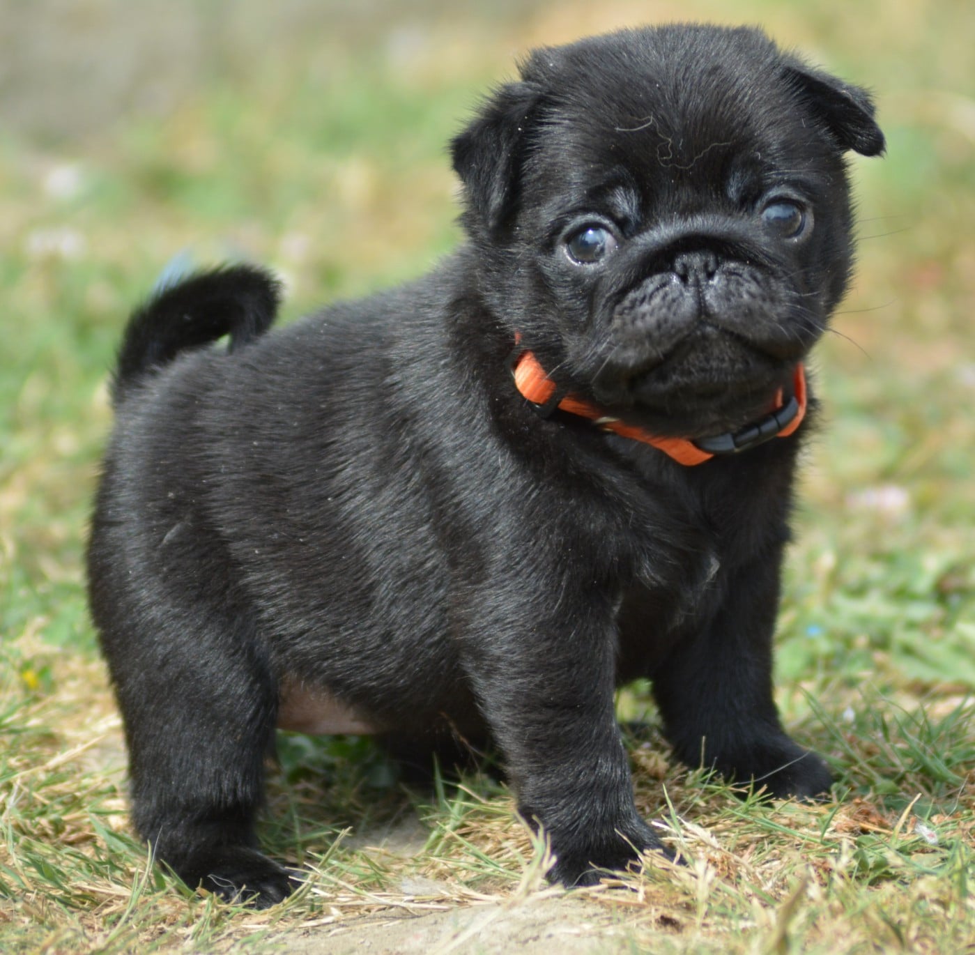 Chiot N°7 (Collier Orange)