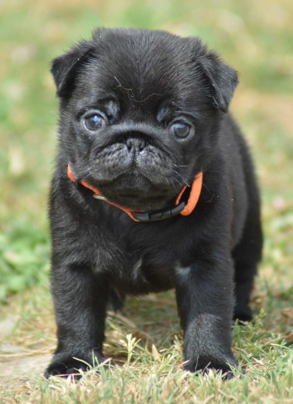 Chiot N°7 (Collier Orange)