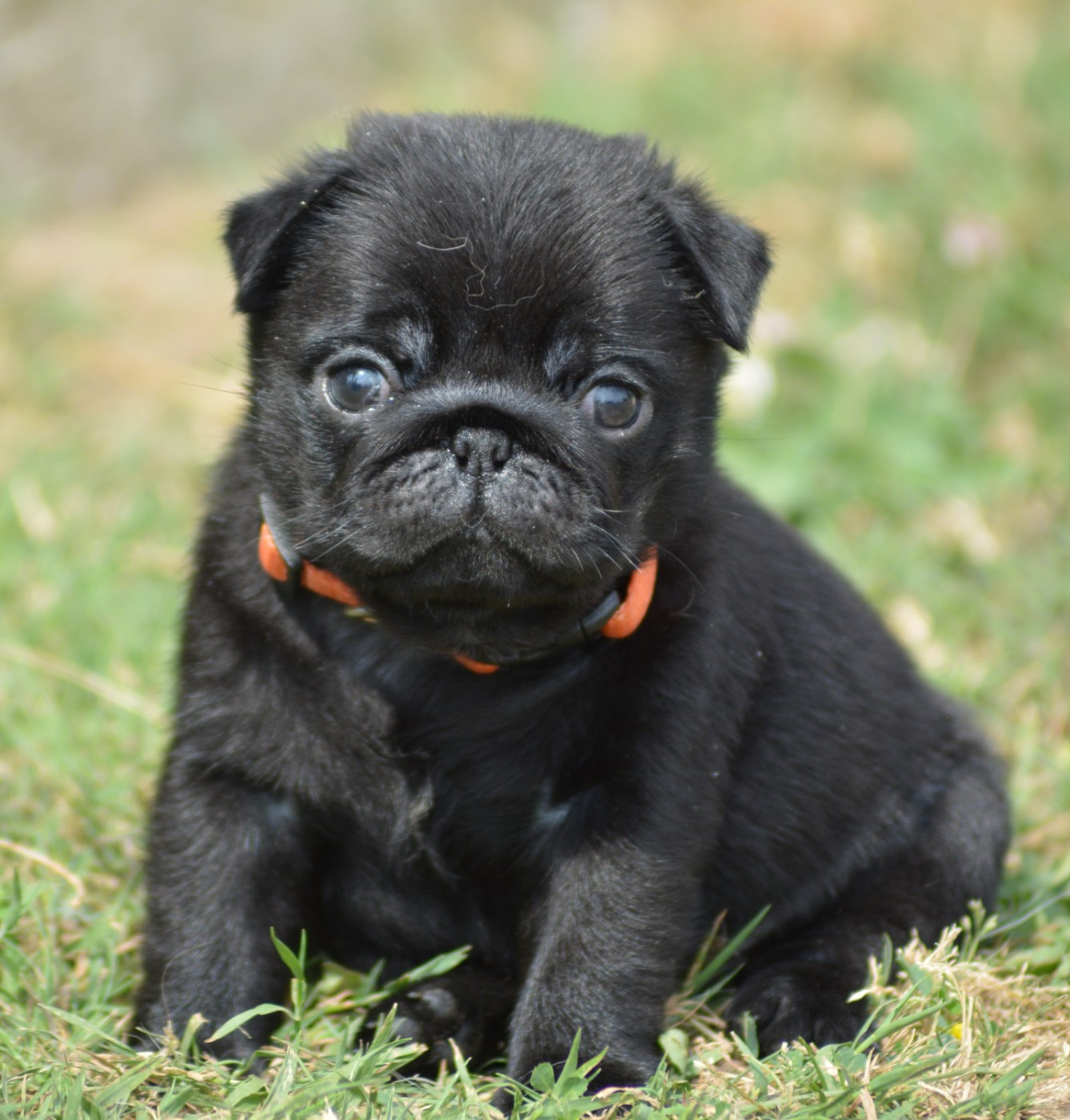 Chiot N°7 (Collier Orange)