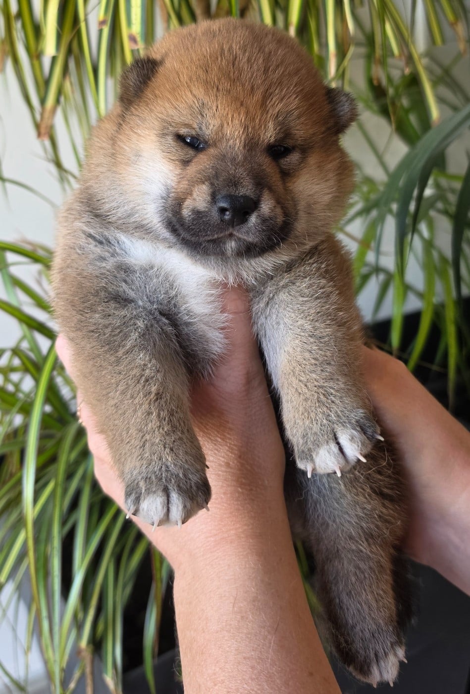 Chiot N°3 - Shiba