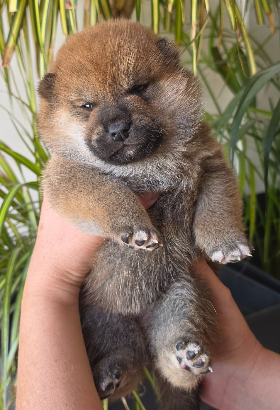 Chiot N°2 - Shiba