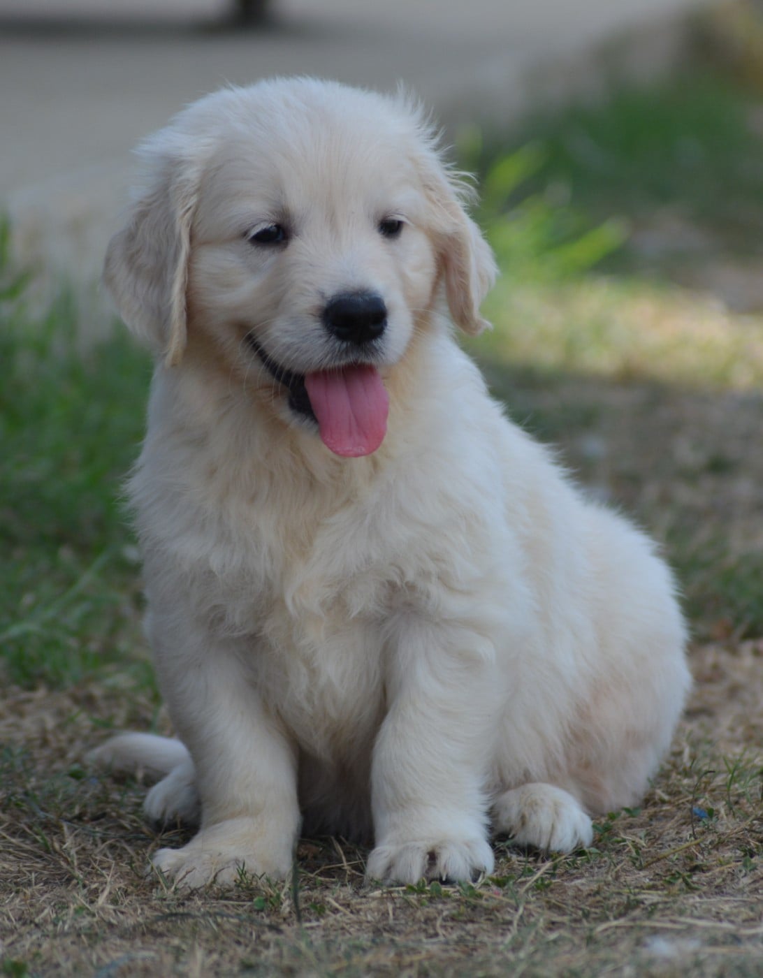 Chiot N°2 (Collier Bleu Etoile)