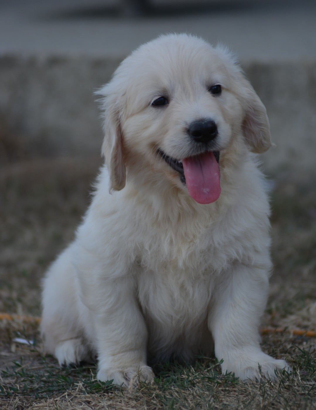 Chiot N°2 (Collier Bleu Etoile)