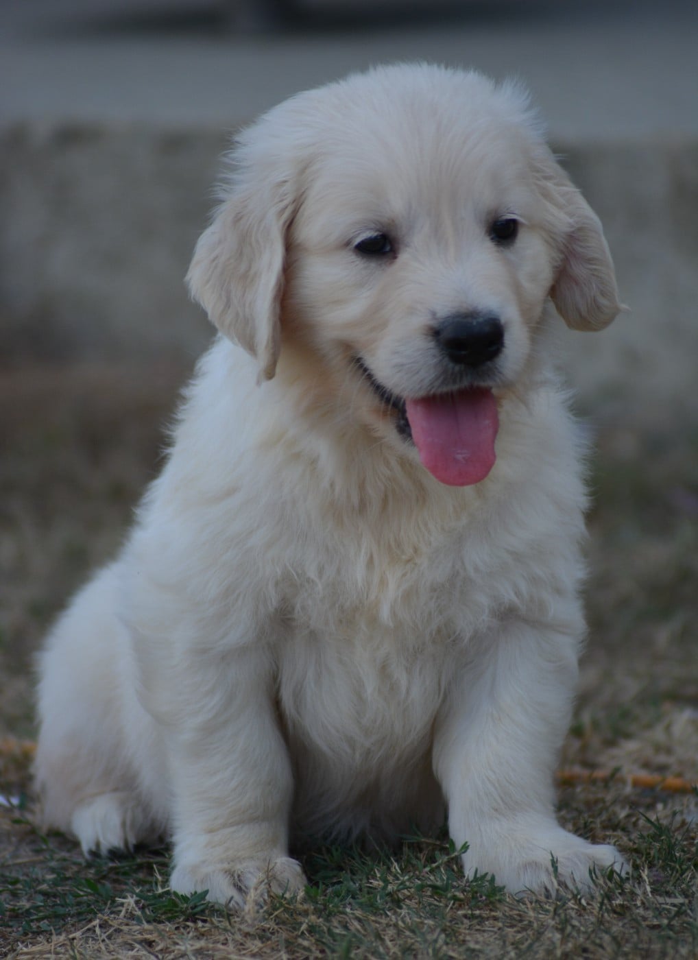 Chiot N°2 (Collier Bleu Etoile)