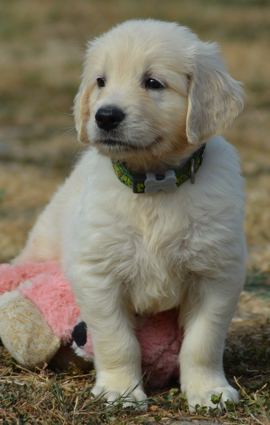 BUSTER (Collier Vert Panda)