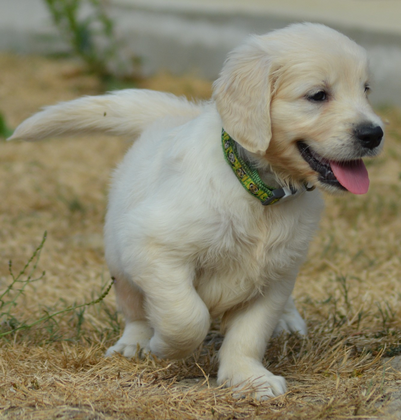 BUSTER (Collier Vert Panda)