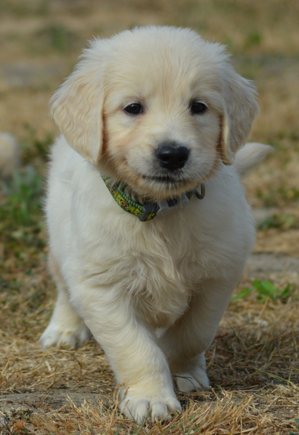 BUSTER (Collier Vert Panda)