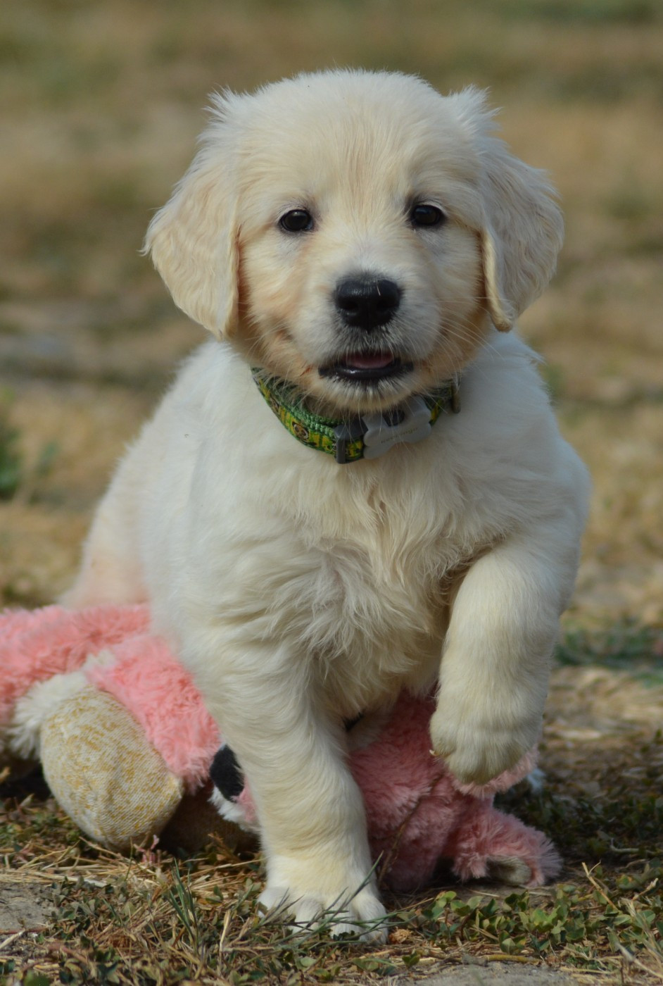 BUSTER (Collier Vert Panda)