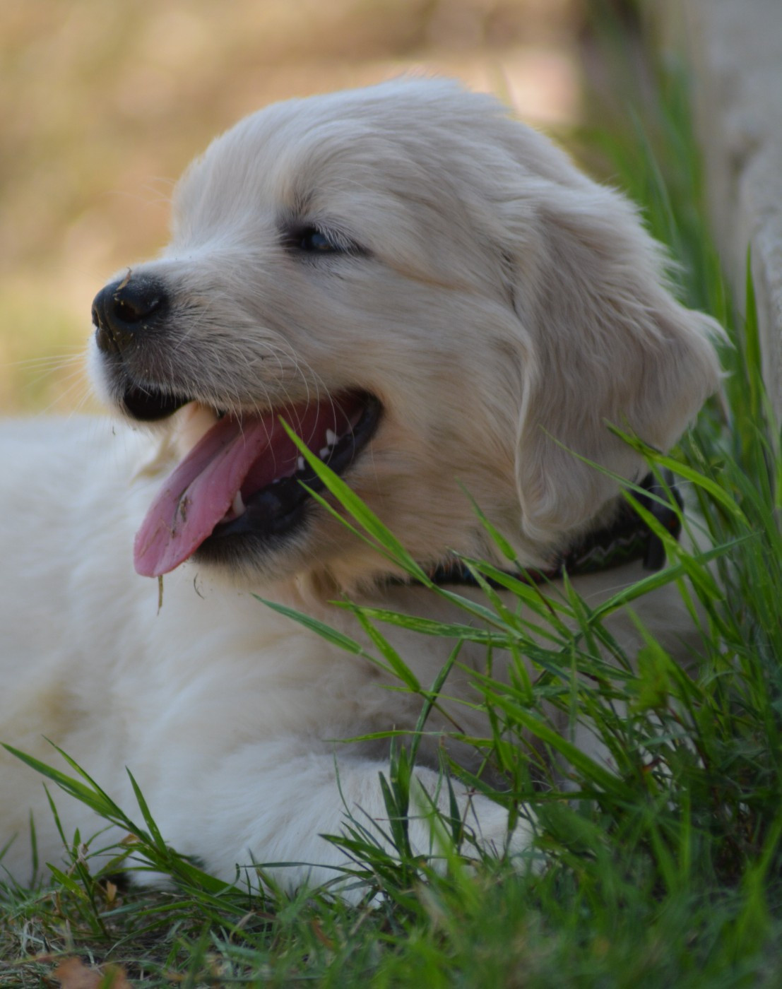 Chiot N°6 (Collier Multicolor)