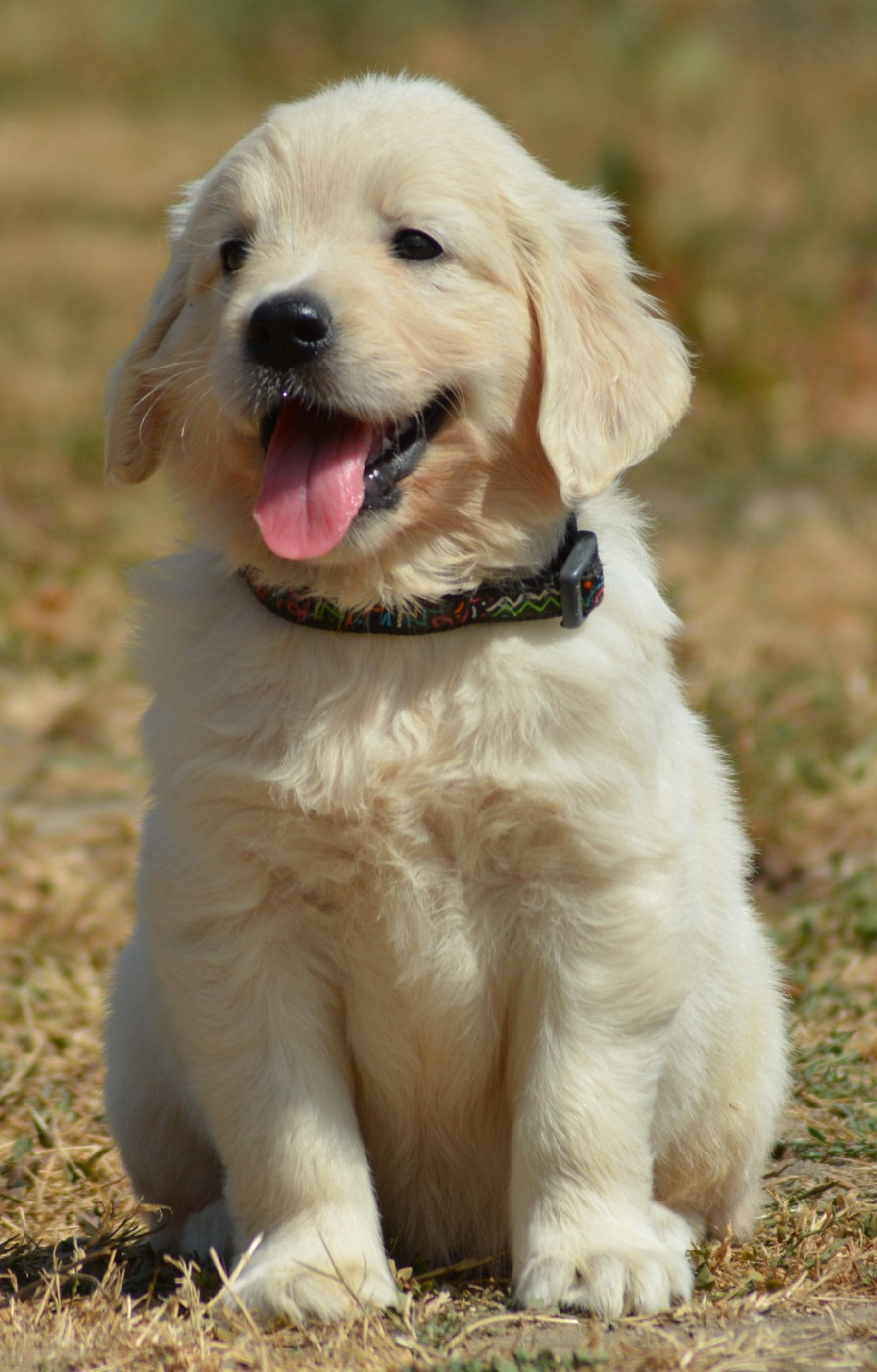 Chiot N°6 (Collier Multicolor)